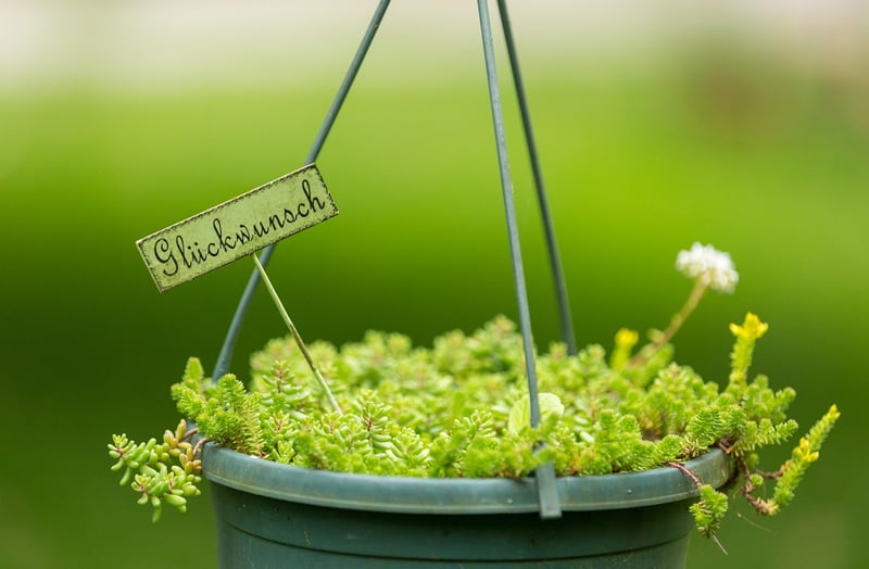 Creative hanging pots