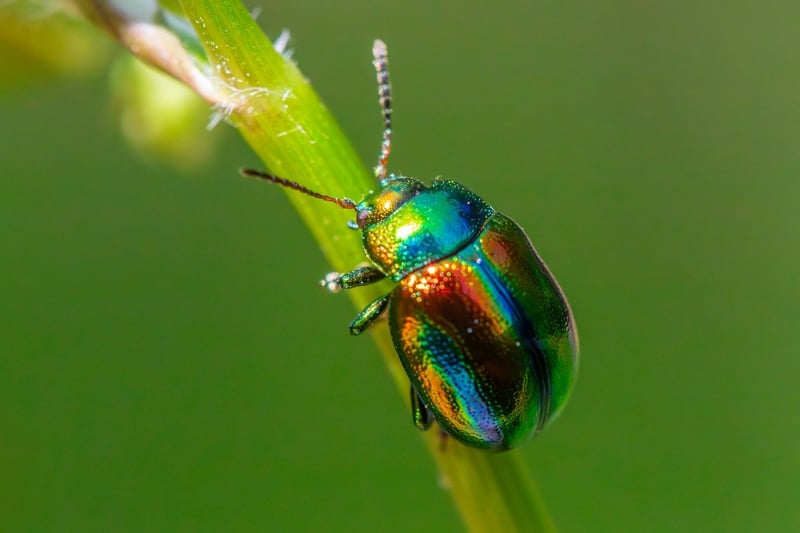 Pest prevention methods