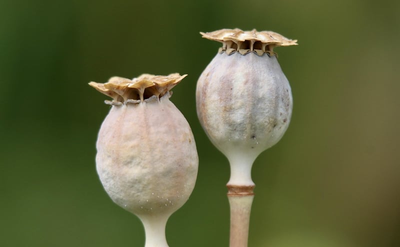 Trading seeds